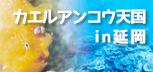 宮崎・延岡はカエルアンコウ天国