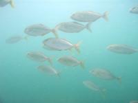 kanpachi070725_R.jpg