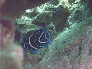 今週の一押し生物2 サザナミヤッコ幼魚