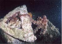 nobeoka60015.jpg